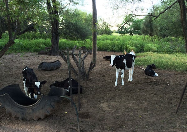 Calves in Paraguay