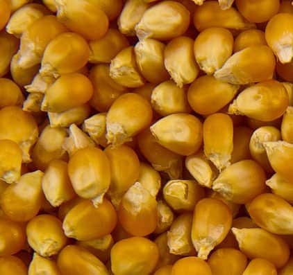 Closeup of White Popcorn Kernels