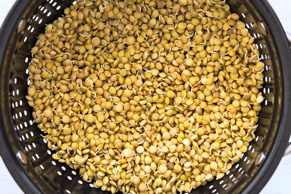 Sprouted lentils in colander