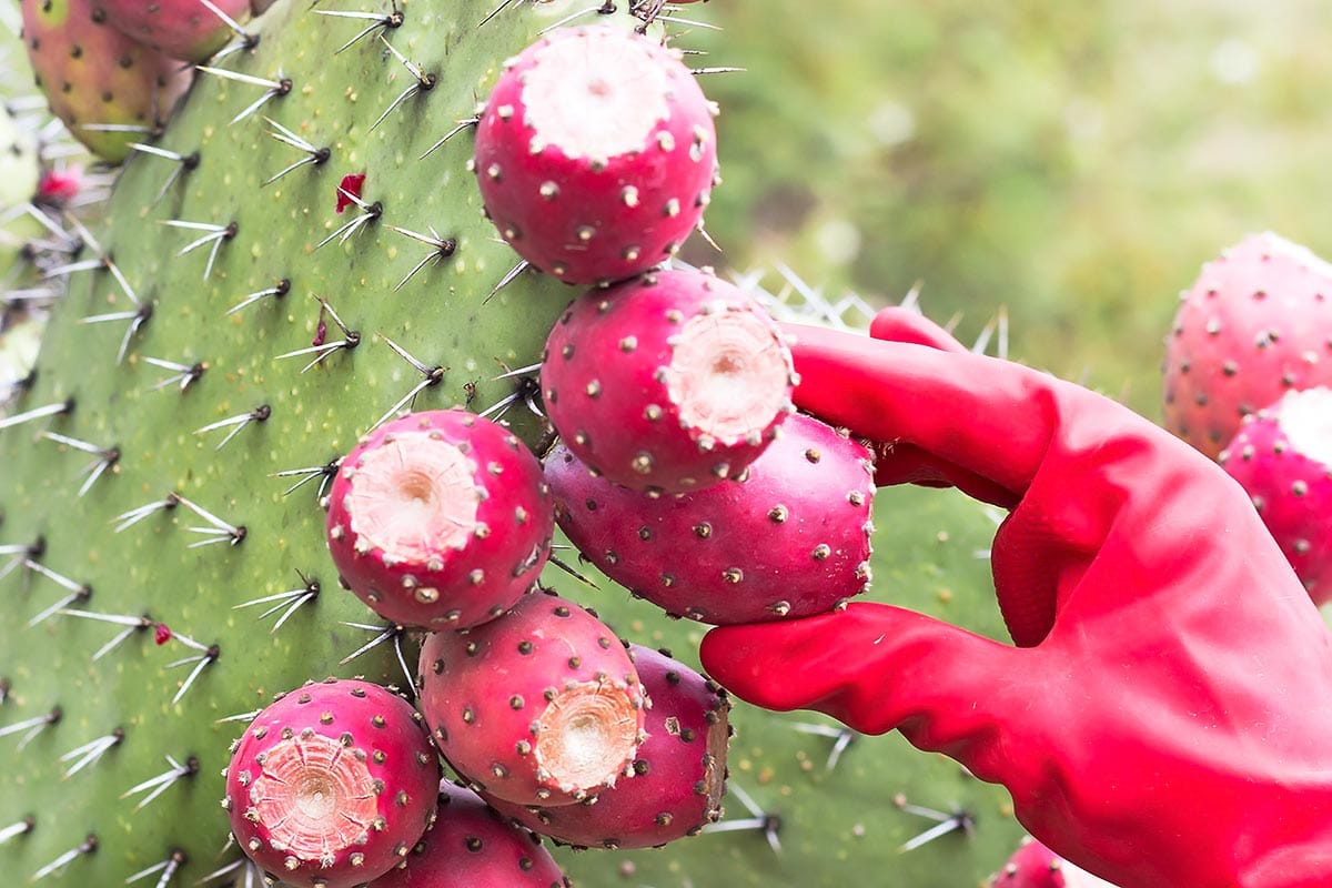 Picking prickly pears from nopal cactus