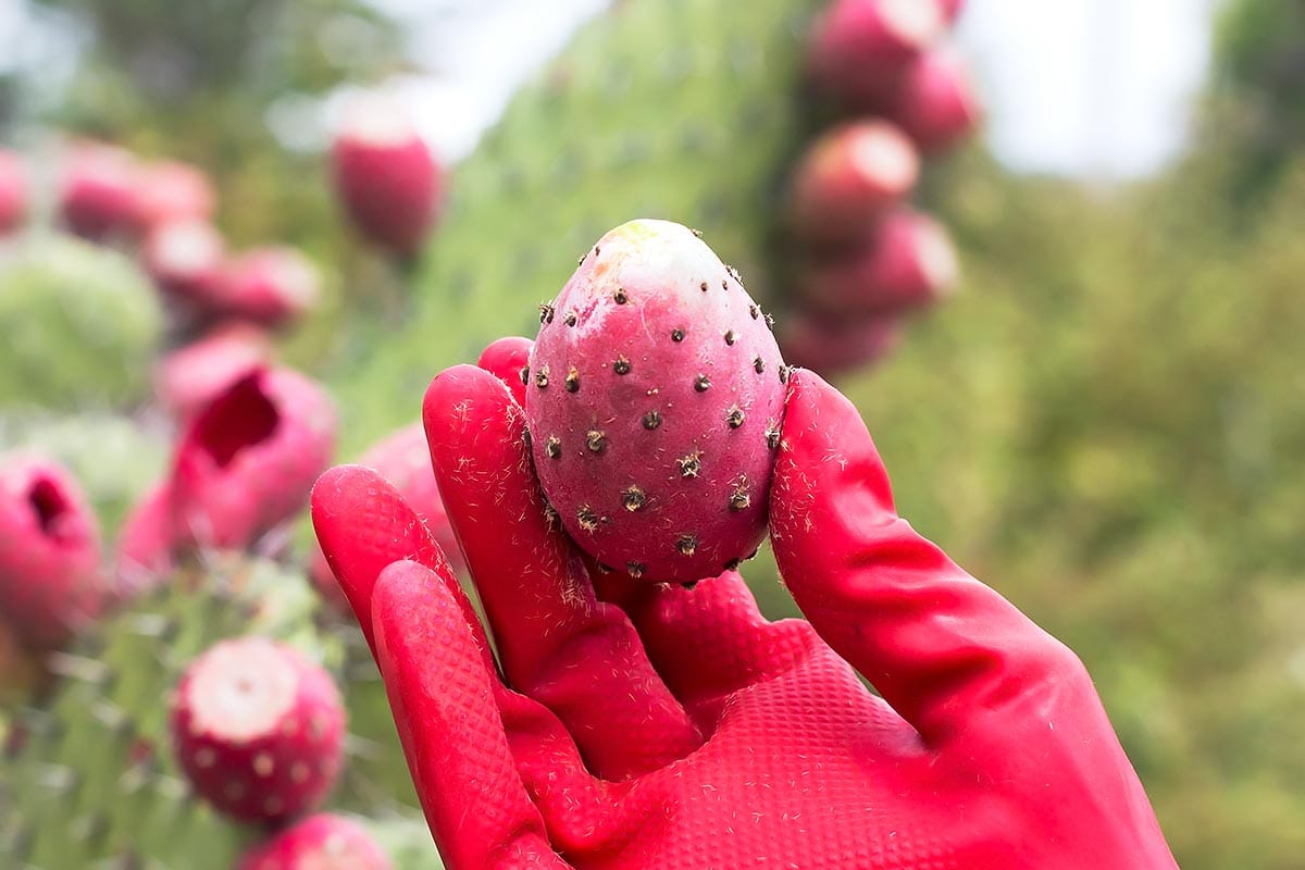 Prickly pear in rubber glove hand