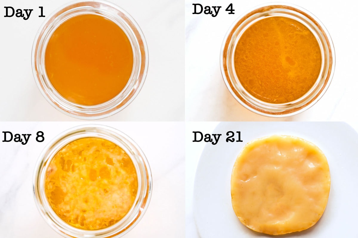 Progression of scoby growth on day 1, 4, 8, and 21
