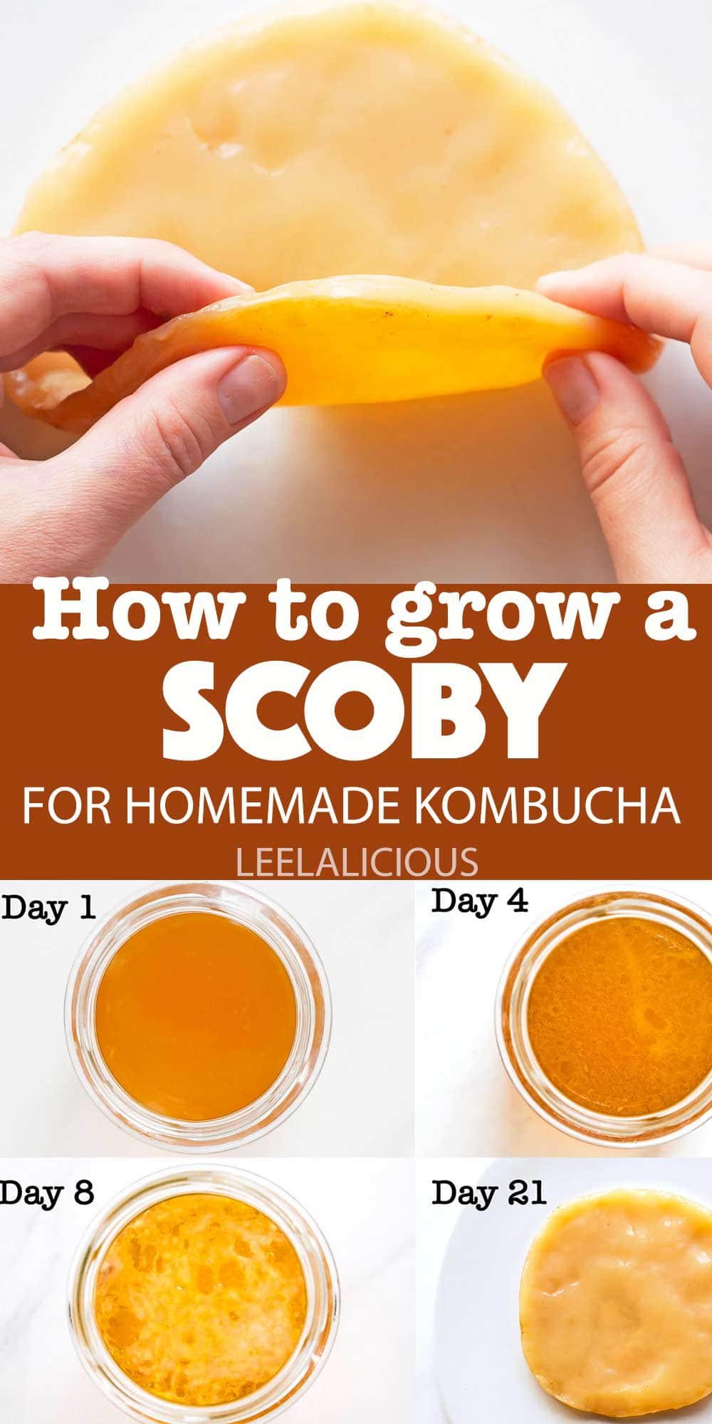 How to Make a Scoby for Kombucha