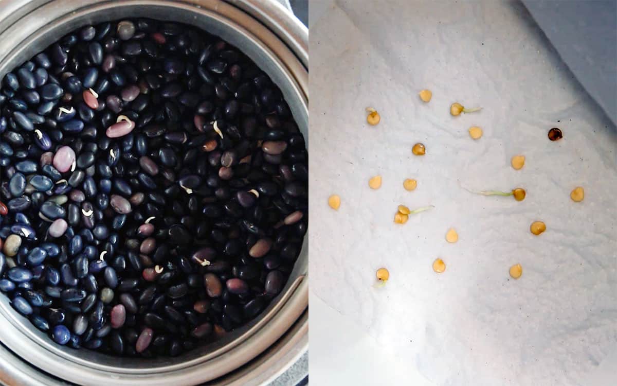 sprouting black beans in instant pot, germinating pepper seeds on paper towel
