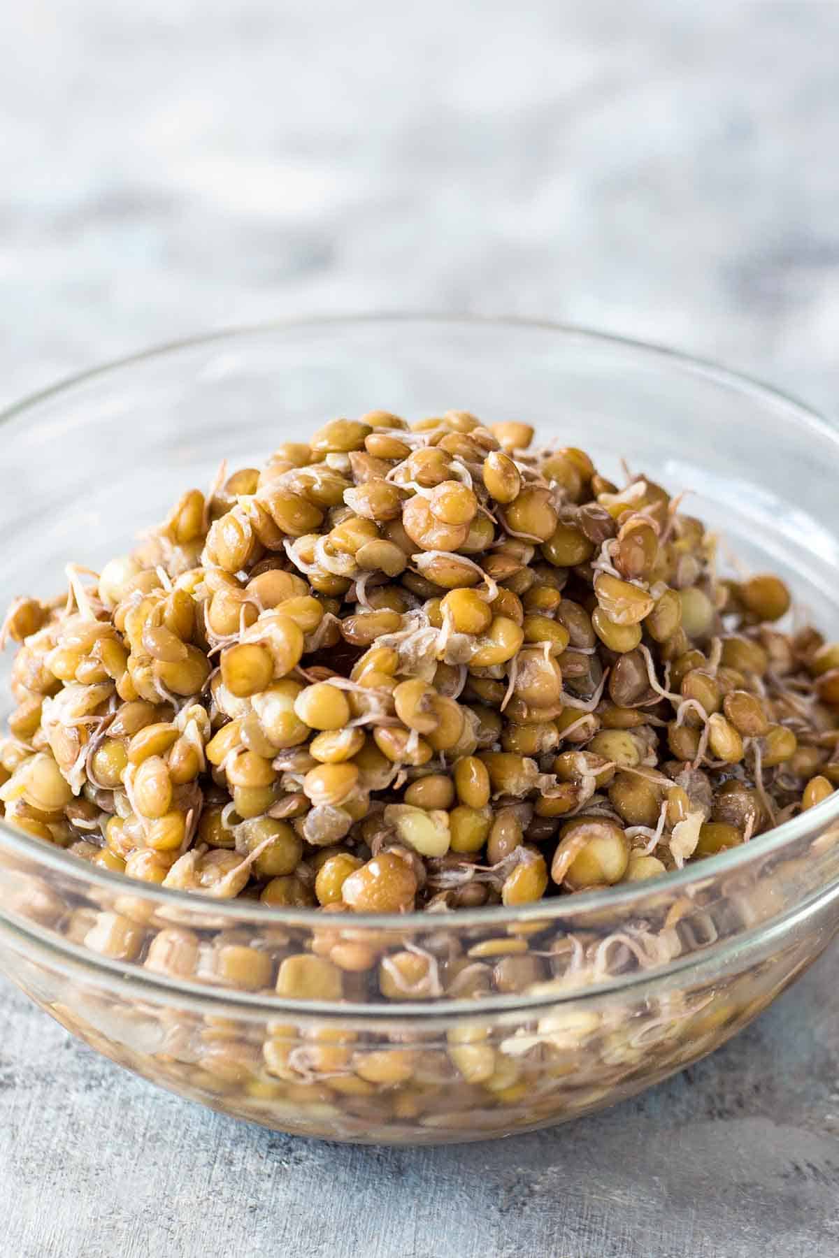 cooked lentil sprouts in small bowl