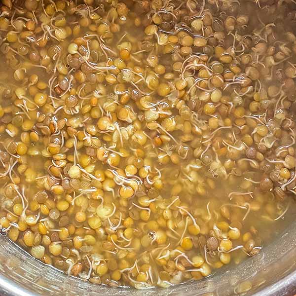 cooked lentil sprouts