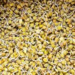 sprouted lentils closeup