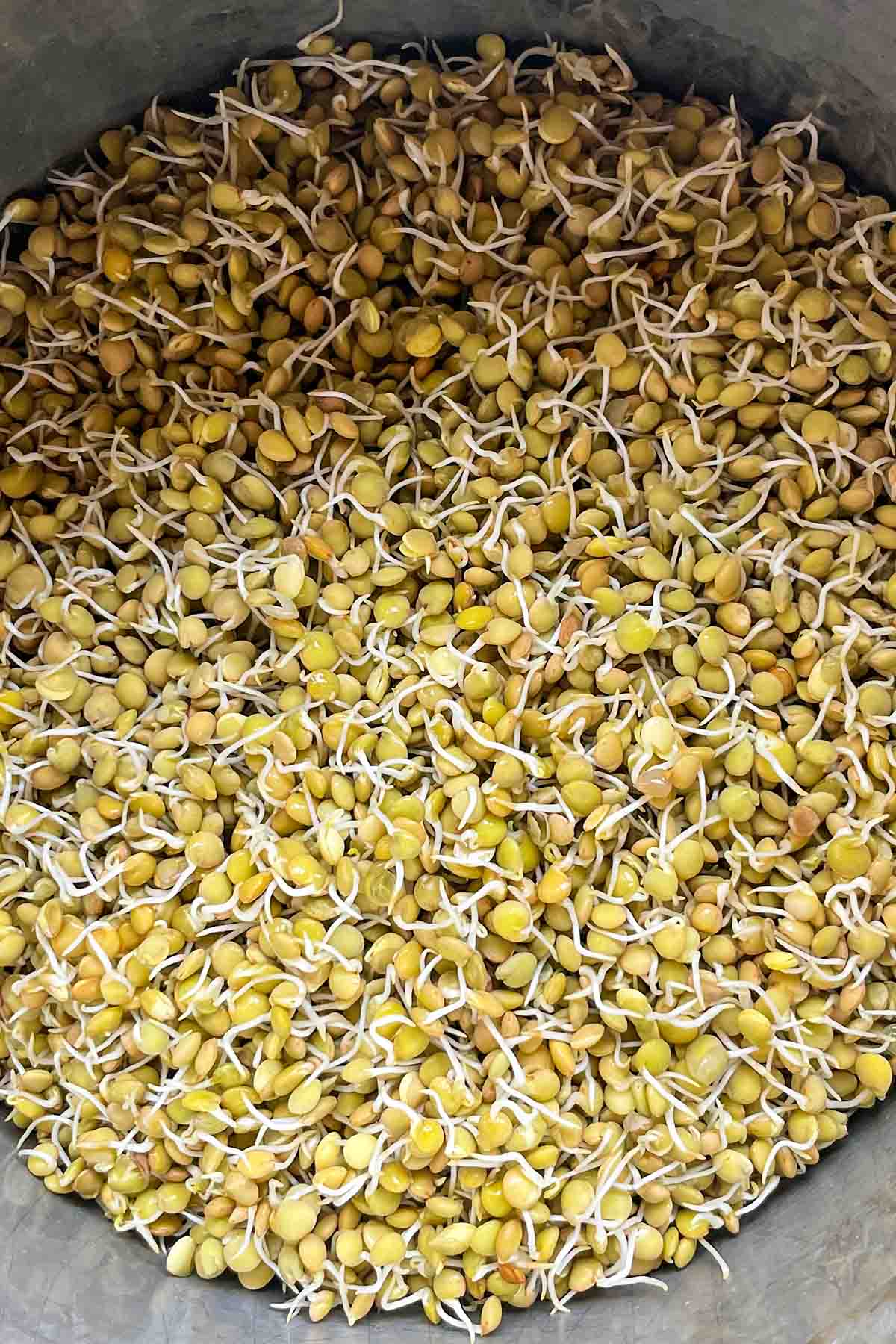 sprouted green lentils in pot