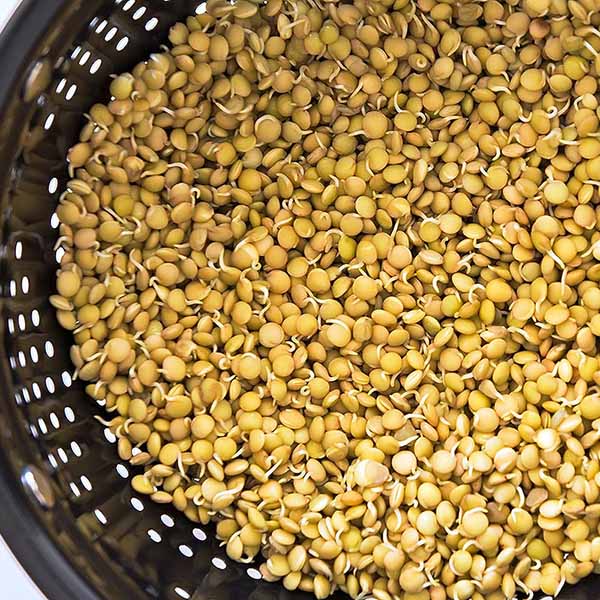 lentil sprouts in colander