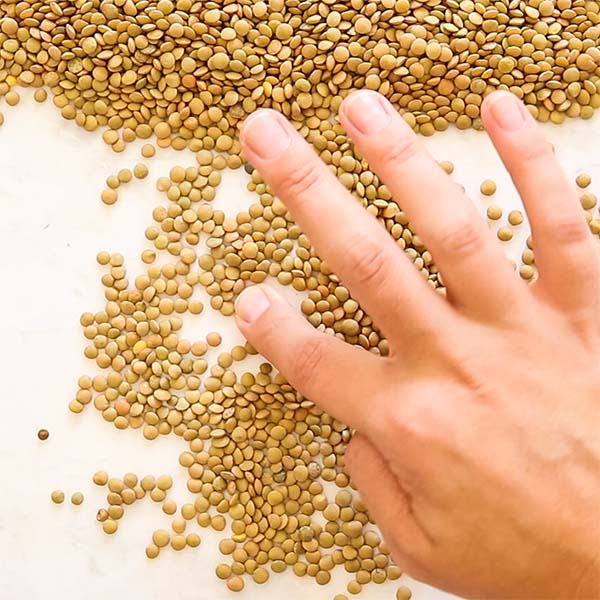 hand sorting lentils